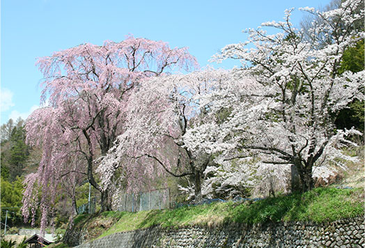 氏乗（うじのり）分教場跡しだれ桜