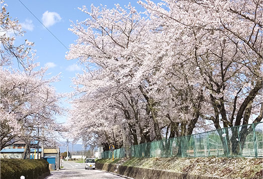 喬木第一小学校・喬木中学校桜並木