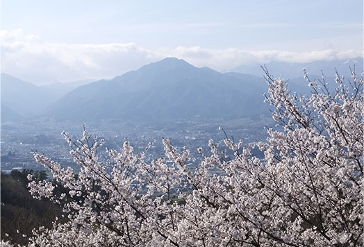 その他の桜情報