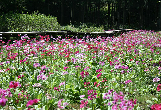 くりん草園