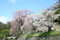 氏乗（うじのり）分教場跡　しだれ桜