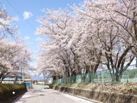 喬木第一小学校・喬木中学校　桜並木