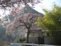 大島馬合（まごう）のしだれ桜