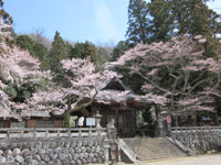 阿島安養寺（あんようじ）の桜