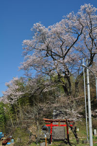 阿島　西ノ宮の桜
