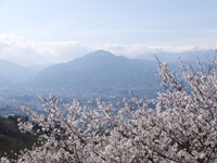 富田　城山公園の桜