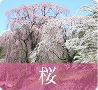 桜開花情報