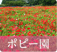ポピー園