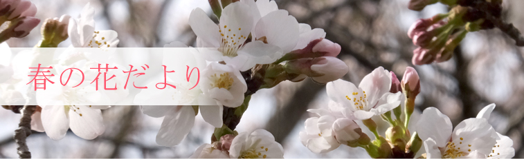 春の花だより