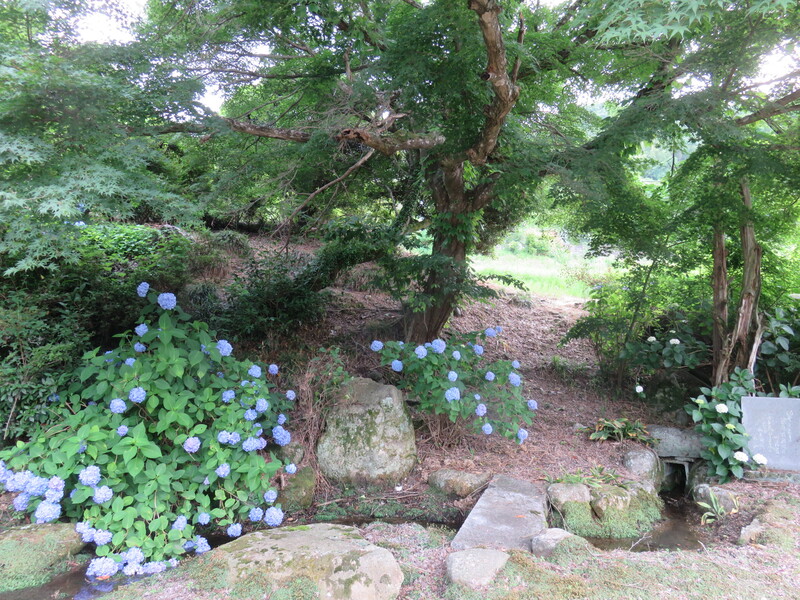医泉寺_アジサイ