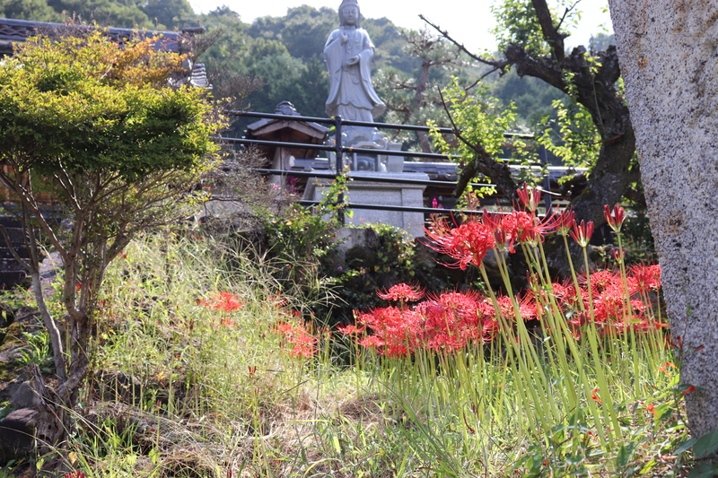 彼岸花