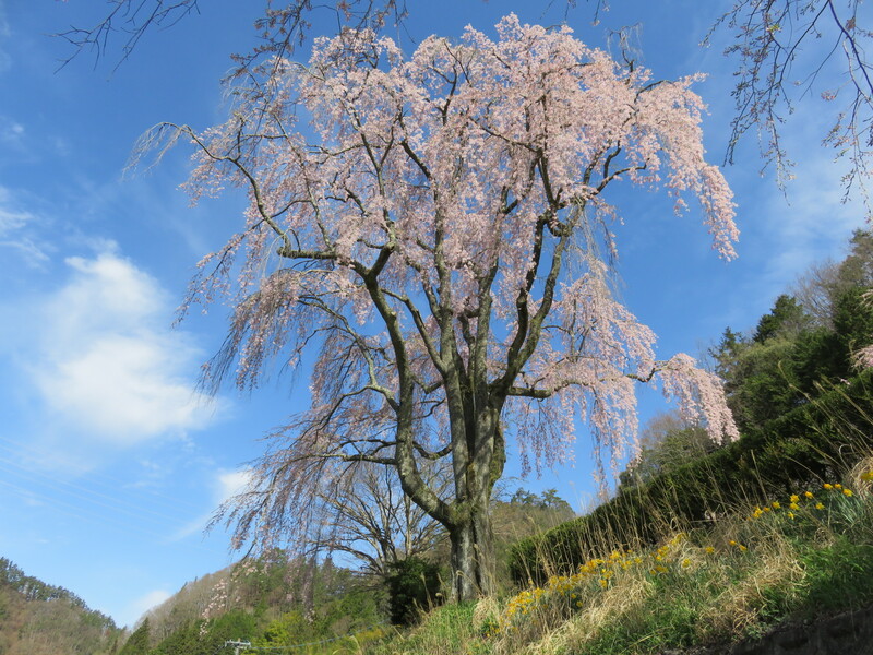 氏乗のしだれ桜昼景