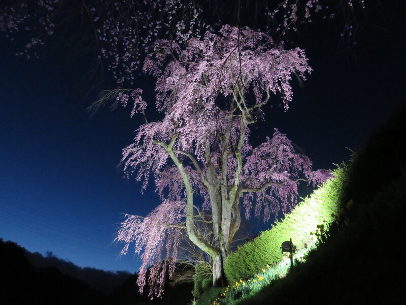 氏乗のしだれ桜夜景