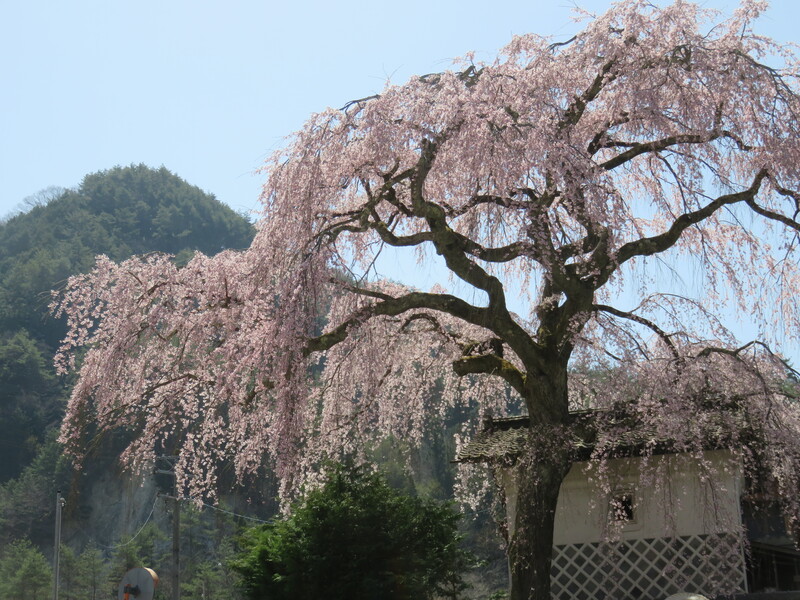 馬合の桜