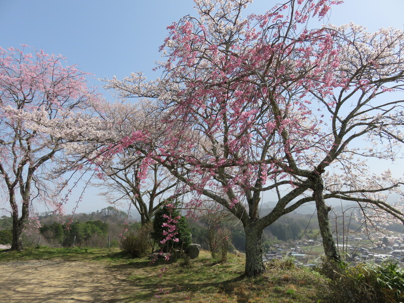 城山公園の桜２