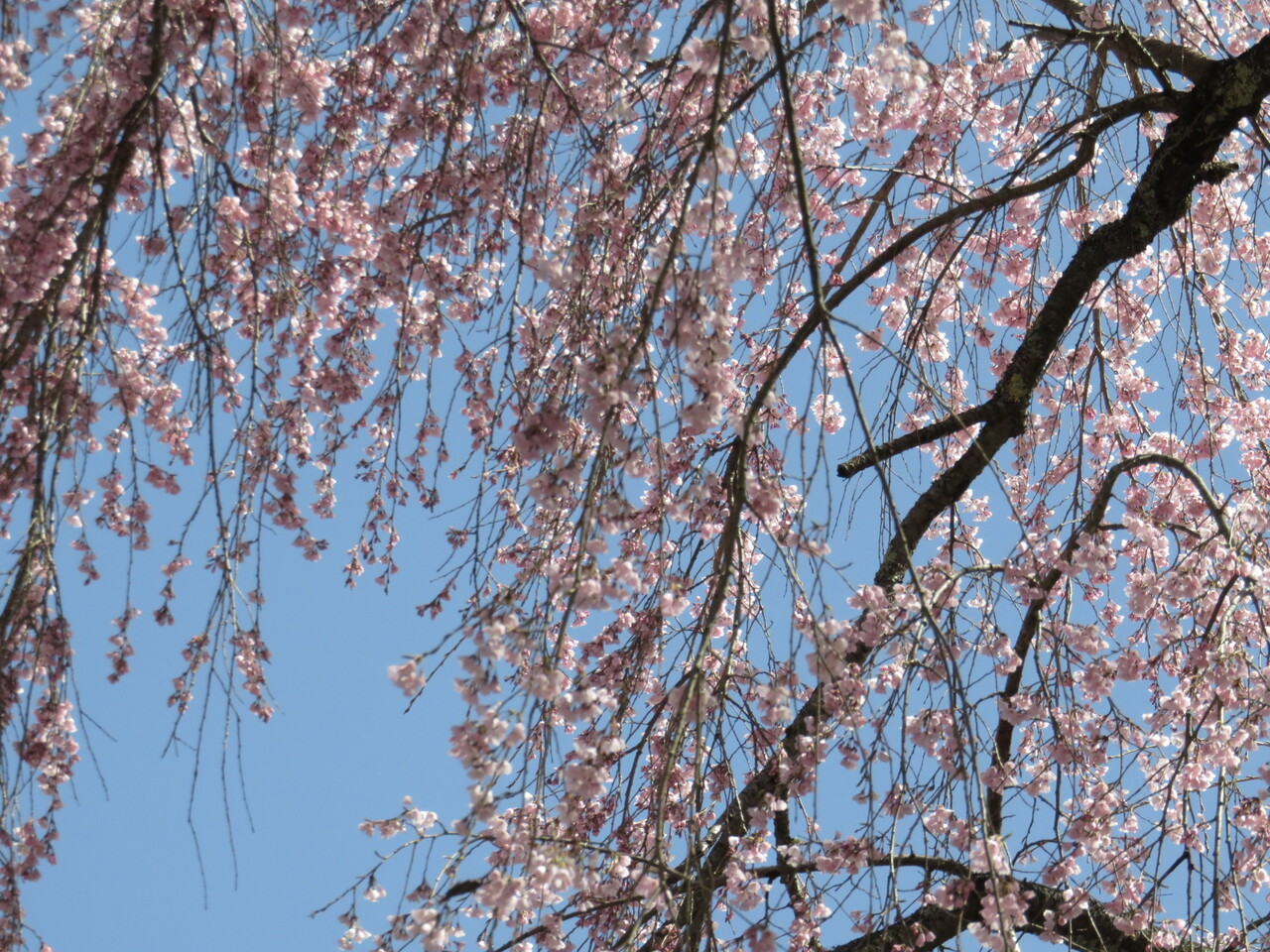 近くから