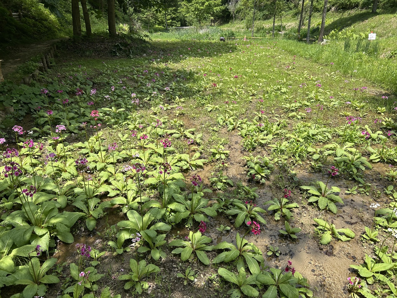 くりん草