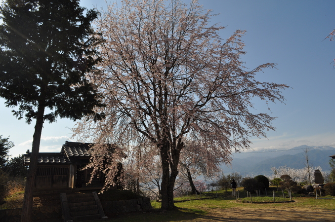 城山公園の桜